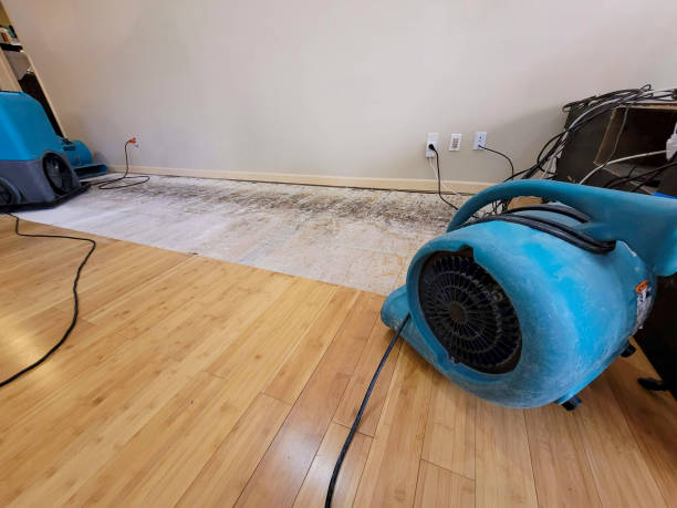 Professional Water Damage Repair technician working in Blissfield, OH